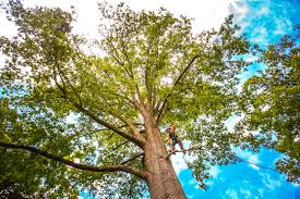 Best Tree Fertilization  in Tenafly, NJ