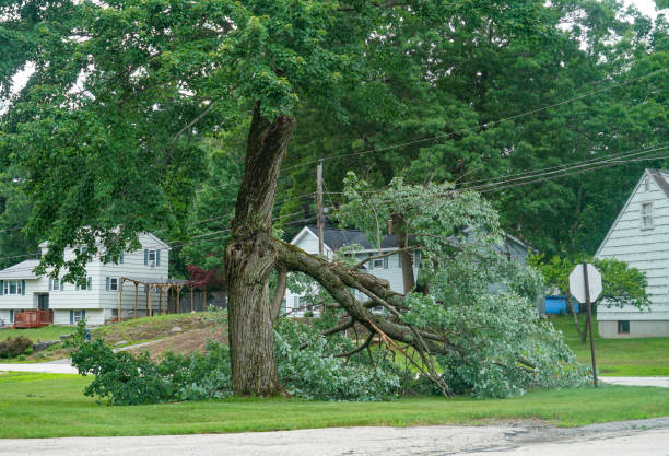 Leaf Removal in Tenafly, NJ