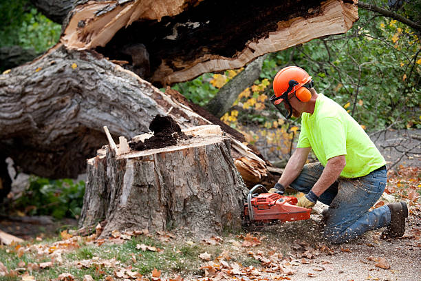 Best Fruit Tree Pruning  in Tenafly, NJ